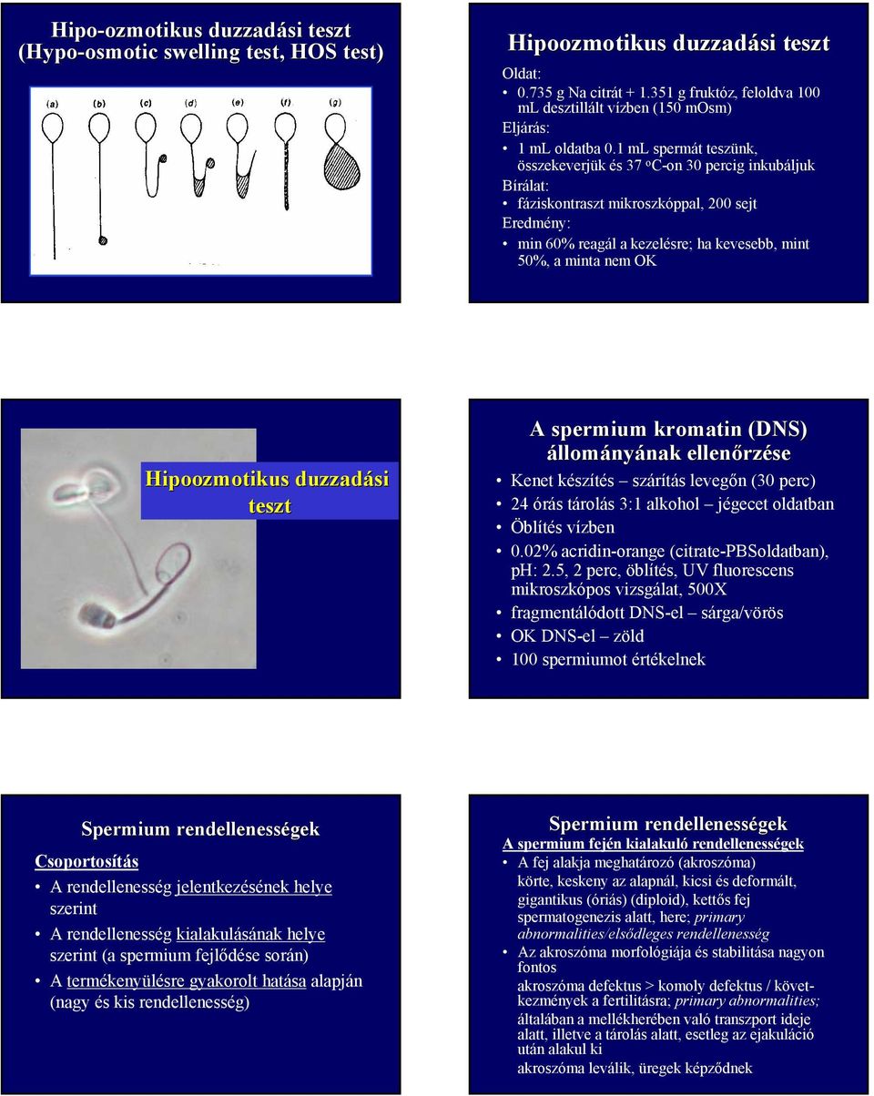 1 ml spermát teszünk, összekeverjük és 37 o C-on 30 percig inkubáljuk Bírálat: fáziskontraszt mikroszkóppal, 200 sejt Eredmény: min 60% reagál a kezelésre; ha kevesebb, mint 50%, a minta nem OK