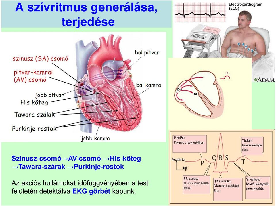 Purkinje Tawara Purkinje-rostok Az akciós hullámokat