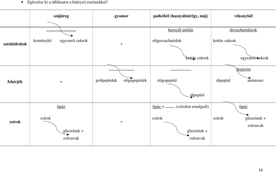 cukrok egyszerű cukrok erepszin fehérjék - polipeptidek oligopeptidek oligopeptid dipeptid aminosav dipeptid lipáz