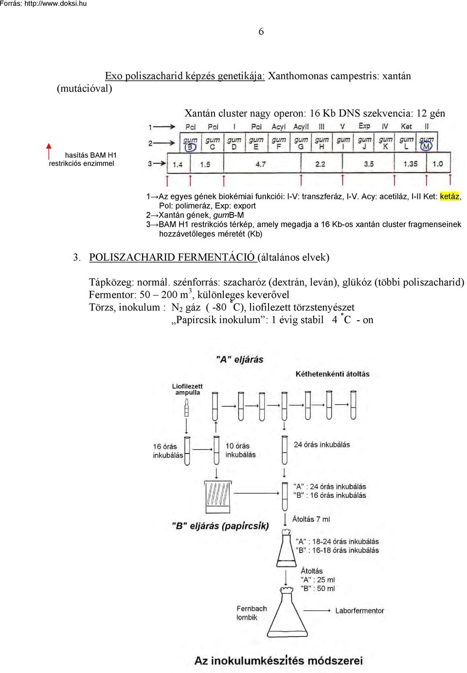 Acy: acetiláz, I-II Ket: ketáz, Pol: polimeráz, Exp: export 2 Xantán gének, gumb-m 3 BAM H1 restrikciós térkép, amely megadja a 16 Kb-os xantán cluster fragmenseinek