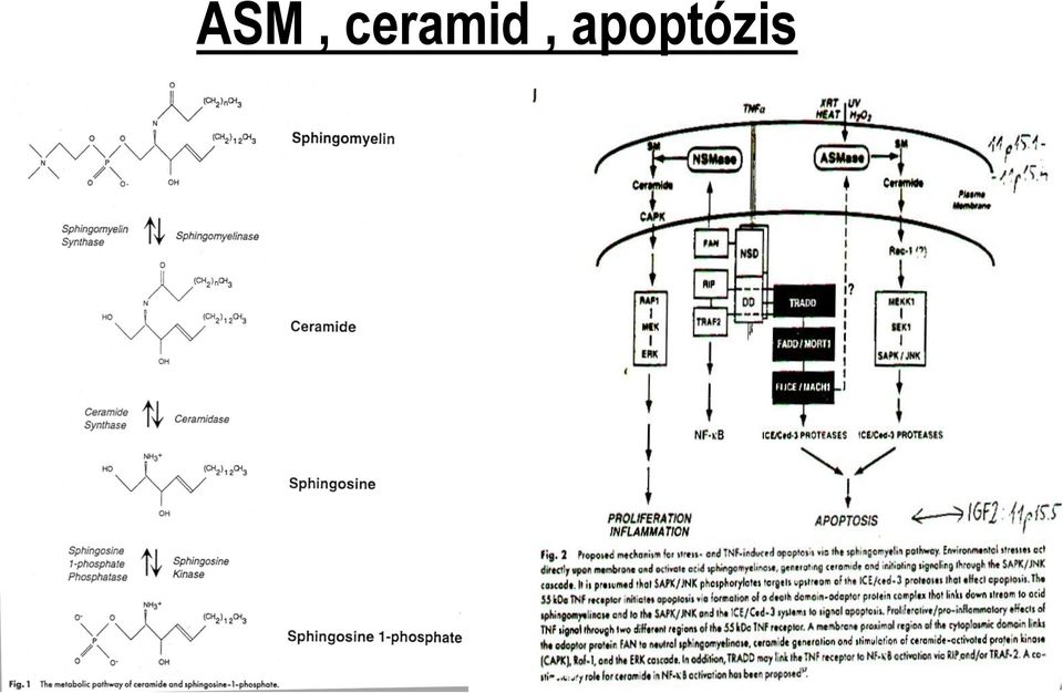 apoptózis