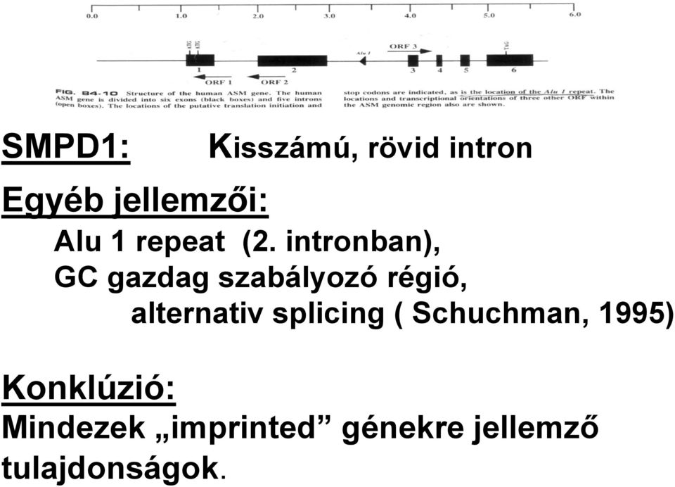 intronban), GC gazdag szabályozó régió, alternativ