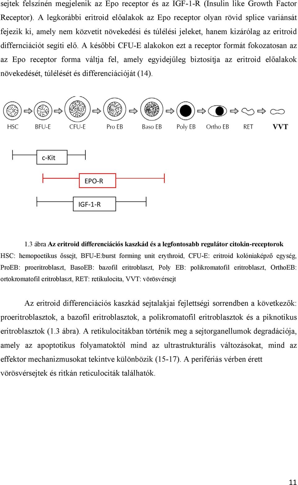 A későbbi CFU-E alakokon ezt a receptor formát fokozatosan az az Epo receptor forma váltja fel, amely egyidejűleg biztosítja az eritroid előalakok növekedését, túlélését és differenciációját (14).