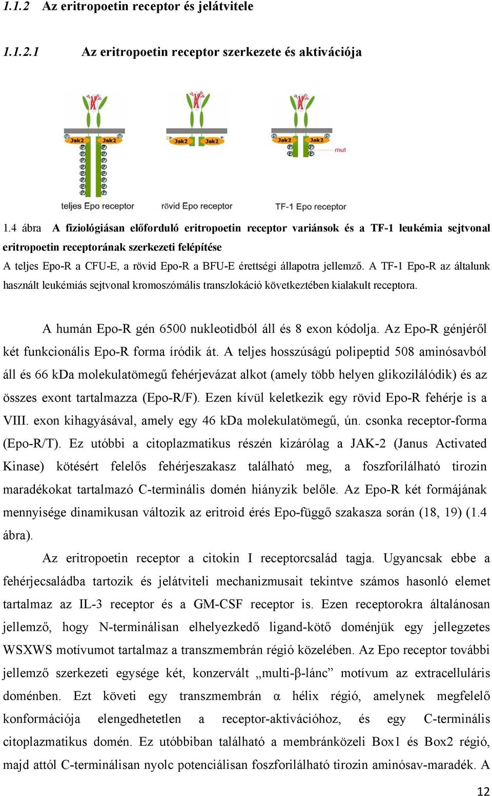 állapotra jellemző. A TF-1 Epo-R az általunk használt leukémiás sejtvonal kromoszómális transzlokáció következtében kialakult receptora. A humán Epo-R gén 6500 nukleotidból áll és 8 exon kódolja.