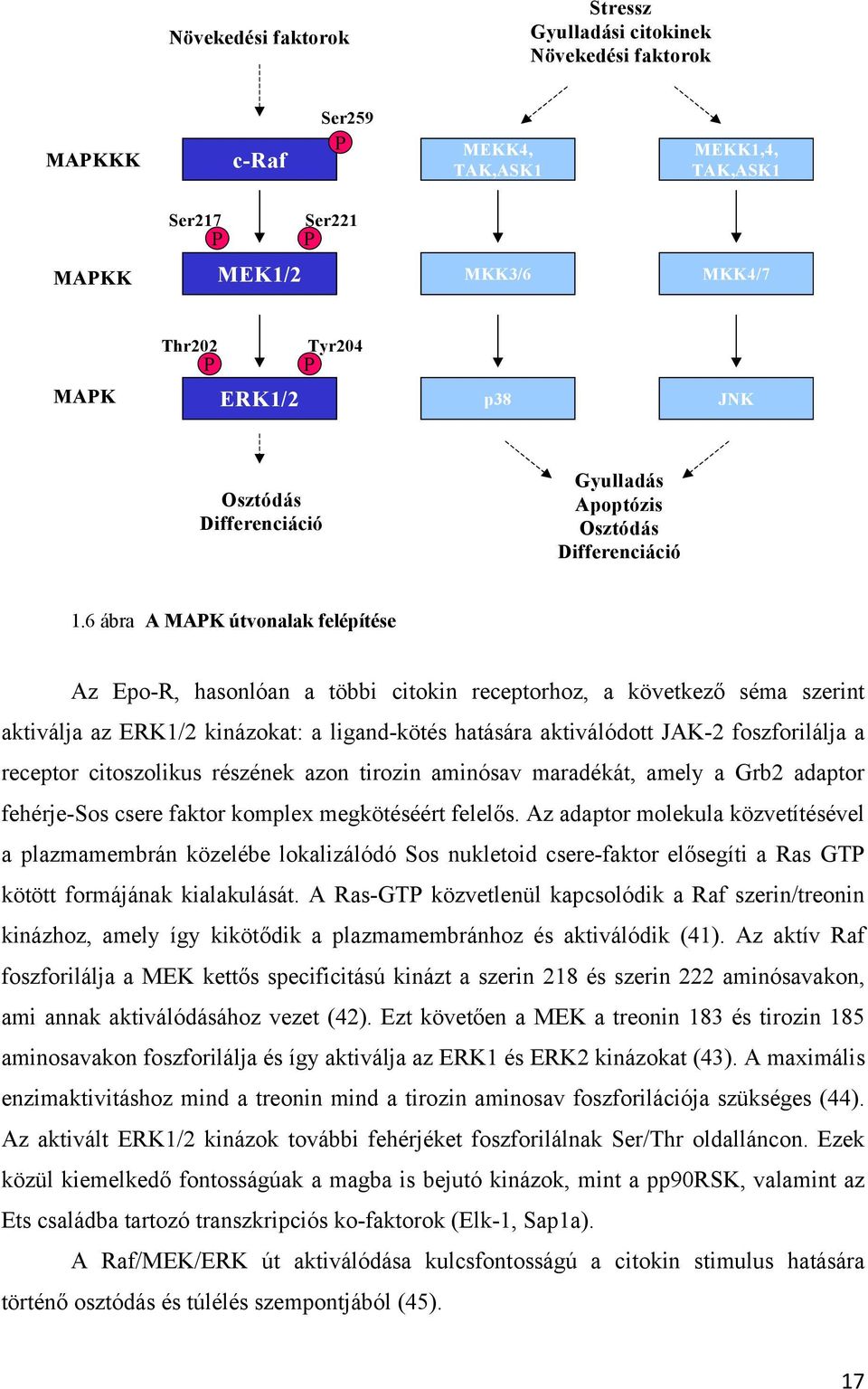 6 ábra A MAPK útvonalak felépítése Az Epo-R, hasonlóan a többi citokin receptorhoz, a következő séma szerint aktiválja az ERK1/2 kinázokat: a ligand-kötés hatására aktiválódott JAK-2 foszforilálja a