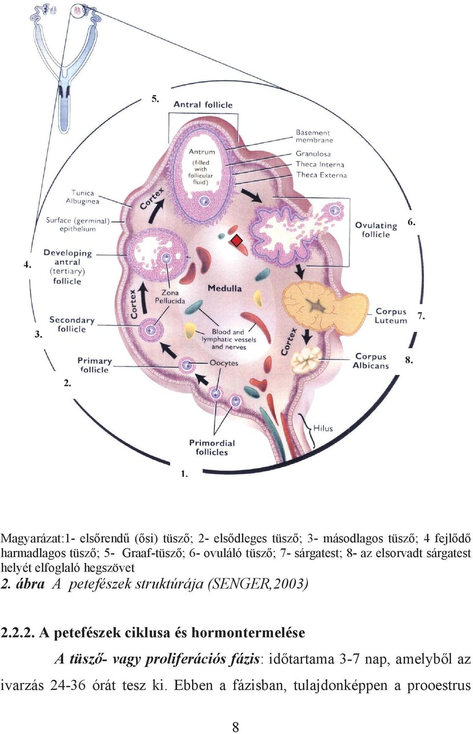 Graaf-tüsző; 6- ovuláló tüsző; 7- sárgatest; 8- az elsorvadt sárgatest helyét elfoglaló hegszövet 2.