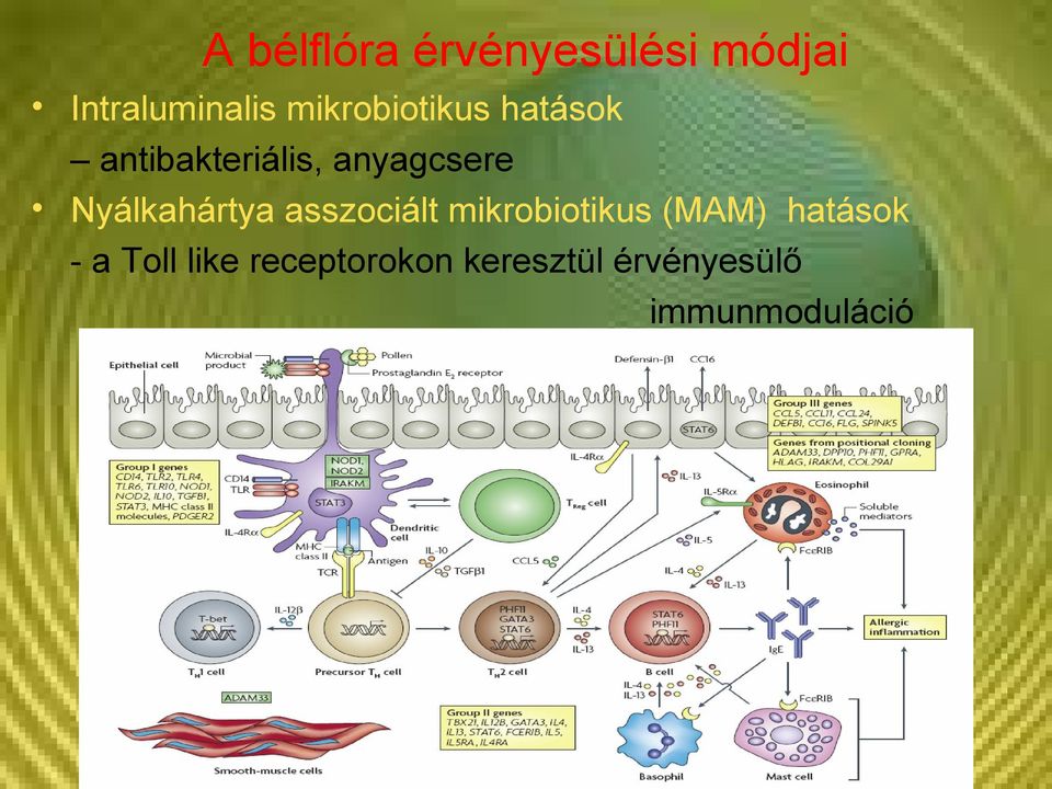 Nyálkahártya asszociált mikrobiotikus (MAM) hatások -