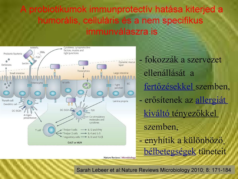 szemben, - erősítenek az allergiát kiváltó tényezőkkel szemben, - enyhítik a