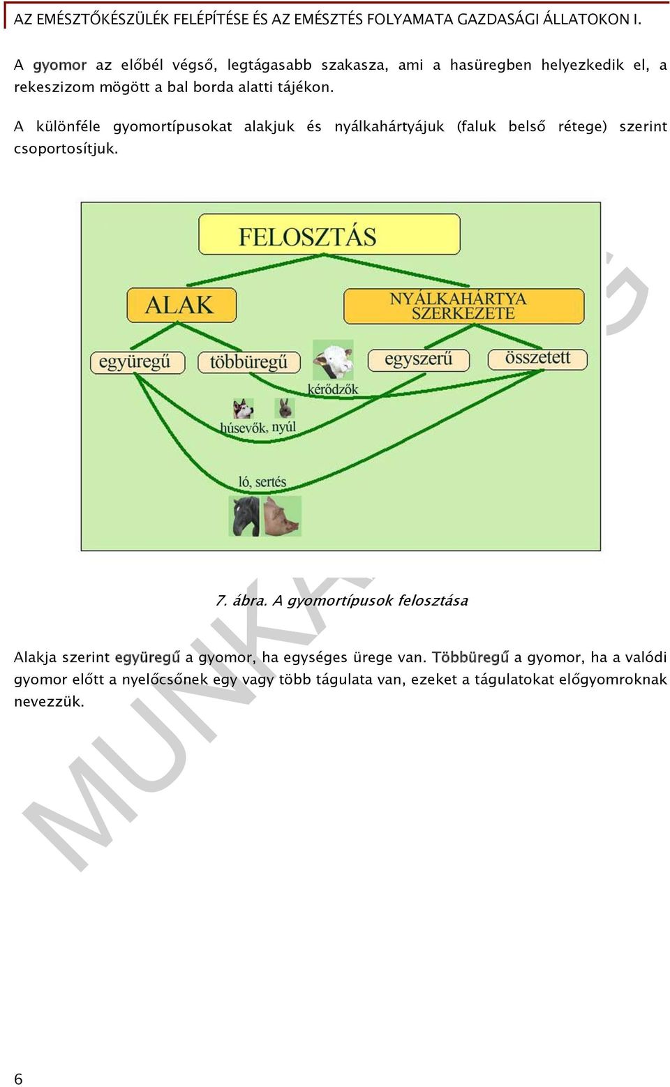 A különféle gyomortípusokat alakjuk és nyálkahártyájuk (faluk belső rétege) szerint csoportosítjuk. 7. ábra.