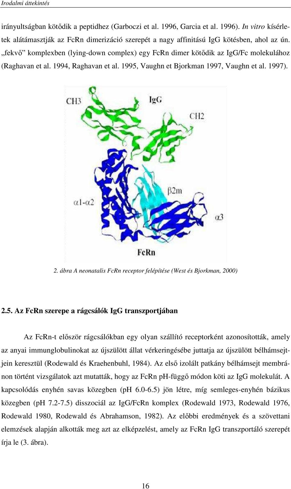 fekvı komplexben (lying-down complex) egy FcRn dimer kötıdik az IgG/Fc molekulához (Raghavan et al. 1994, Raghavan et al. 1995, Vaughn et Bjorkman 1997, Vaughn et al. 1997). 2.