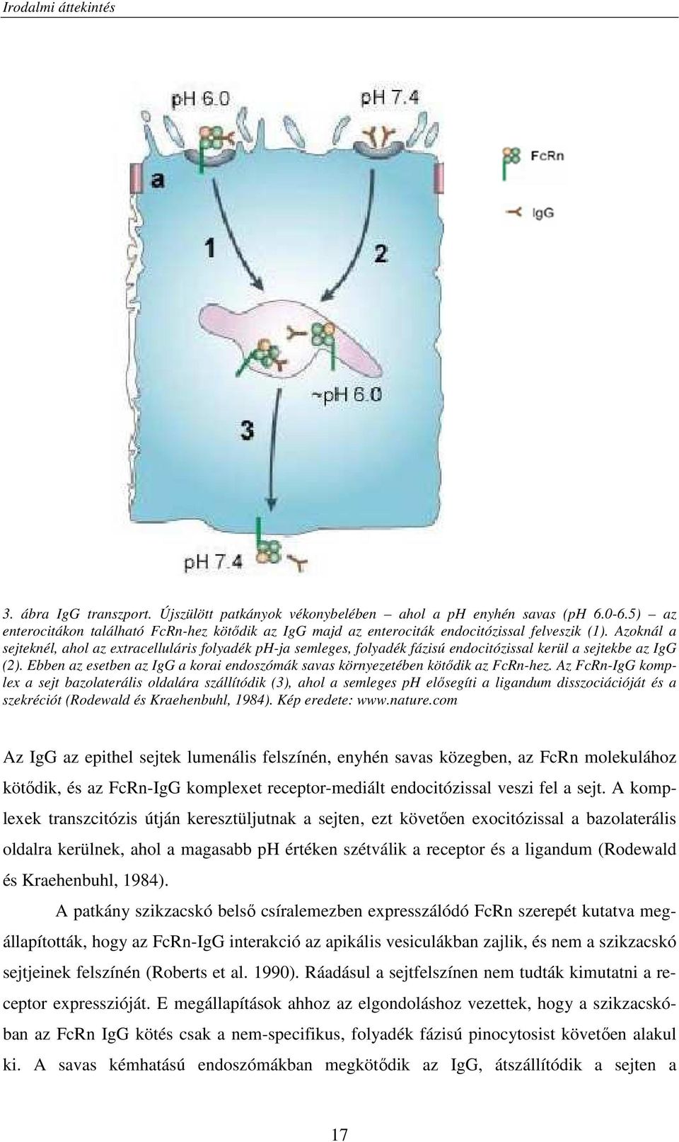 Azoknál a sejteknél, ahol az extracelluláris folyadék ph-ja semleges, folyadék fázisú endocitózissal kerül a sejtekbe az IgG (2).