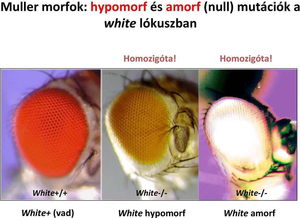 Homozigóta!