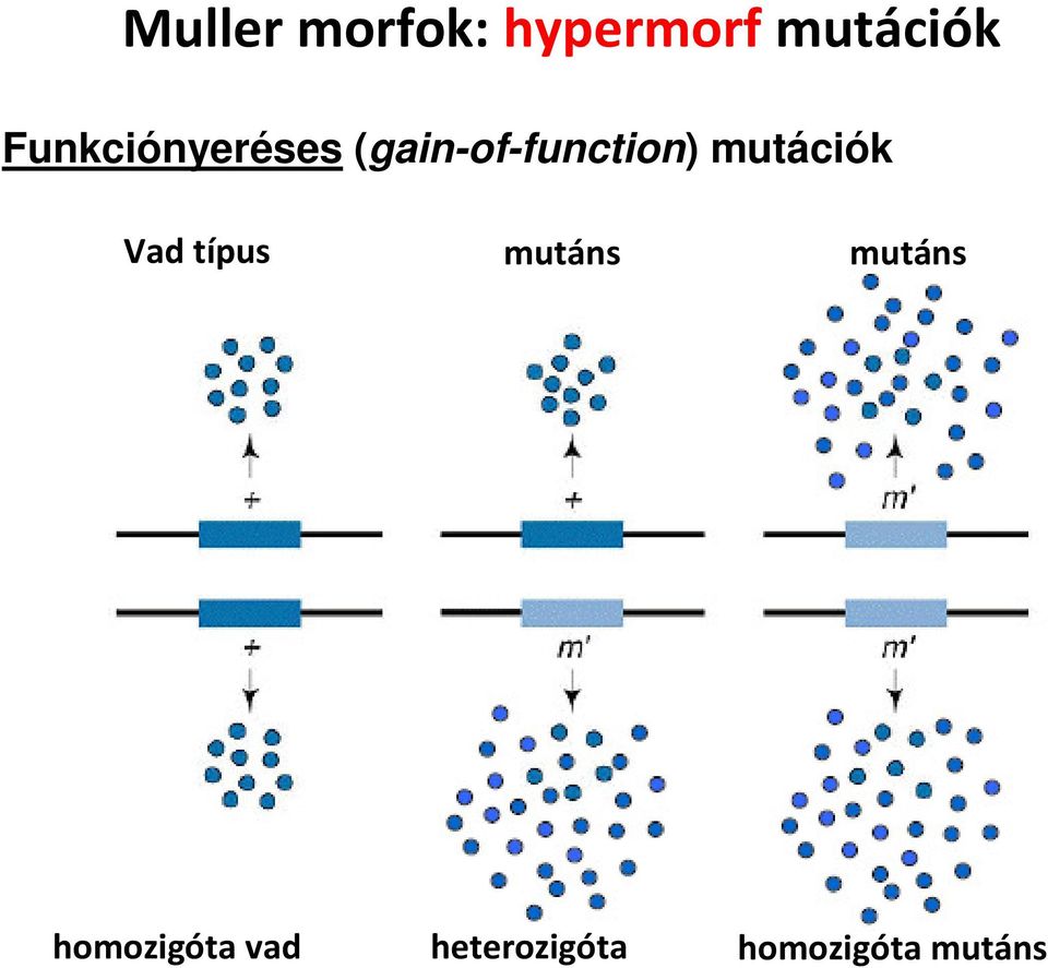 mutációk Vad típus mutáns mutáns
