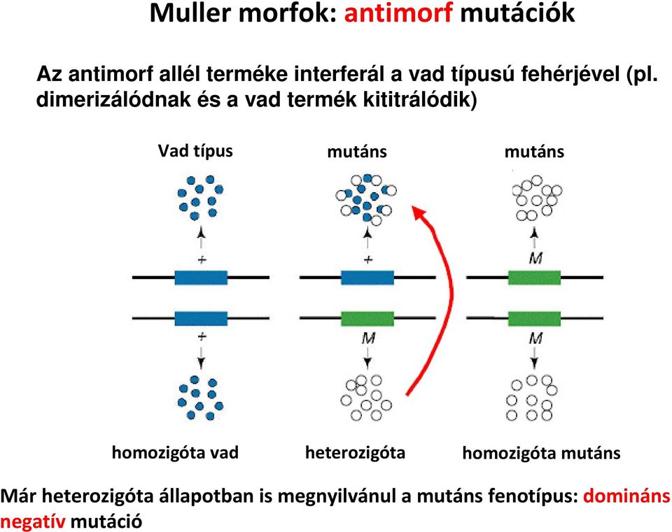 dimerizálódnak és a vad termék kititrálódik) Vad típus mutáns mutáns