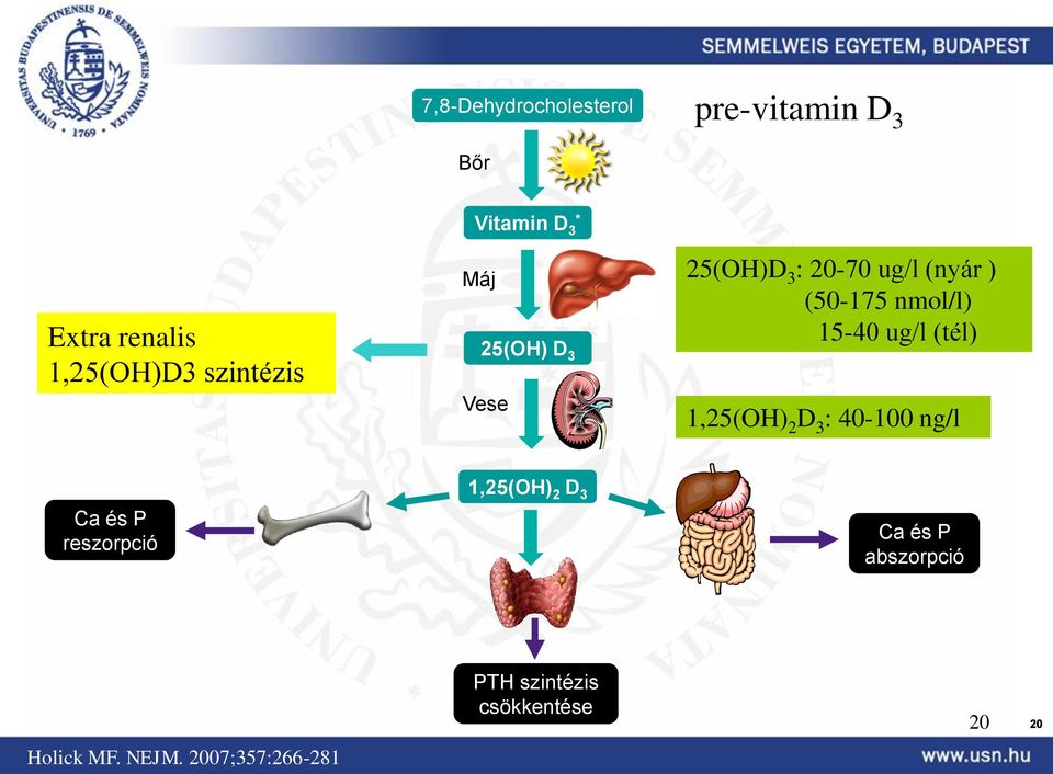 15-40 ug/l (tél) 1,25(OH) 2 D 3 : 40-100 ng/l Ca és P reszorpció 1,25(OH) 2 D 3