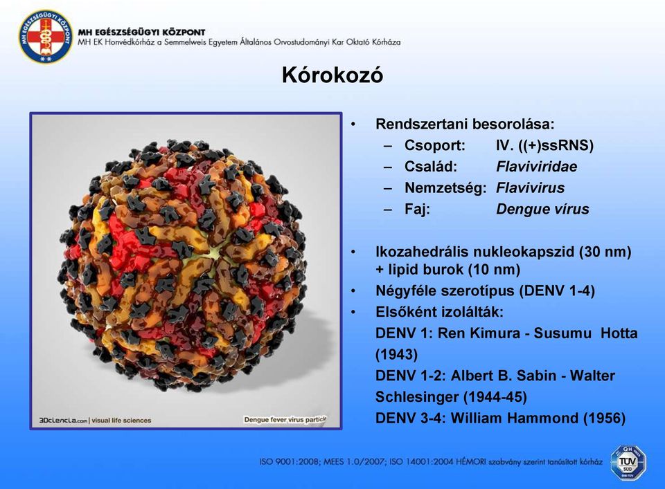 nukleokapszid (30 nm) + lipid burok (10 nm) Négyféle szerotípus (DENV 1-4) Elsőként