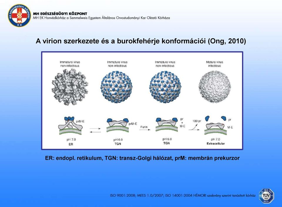 2010) ER: endopl.