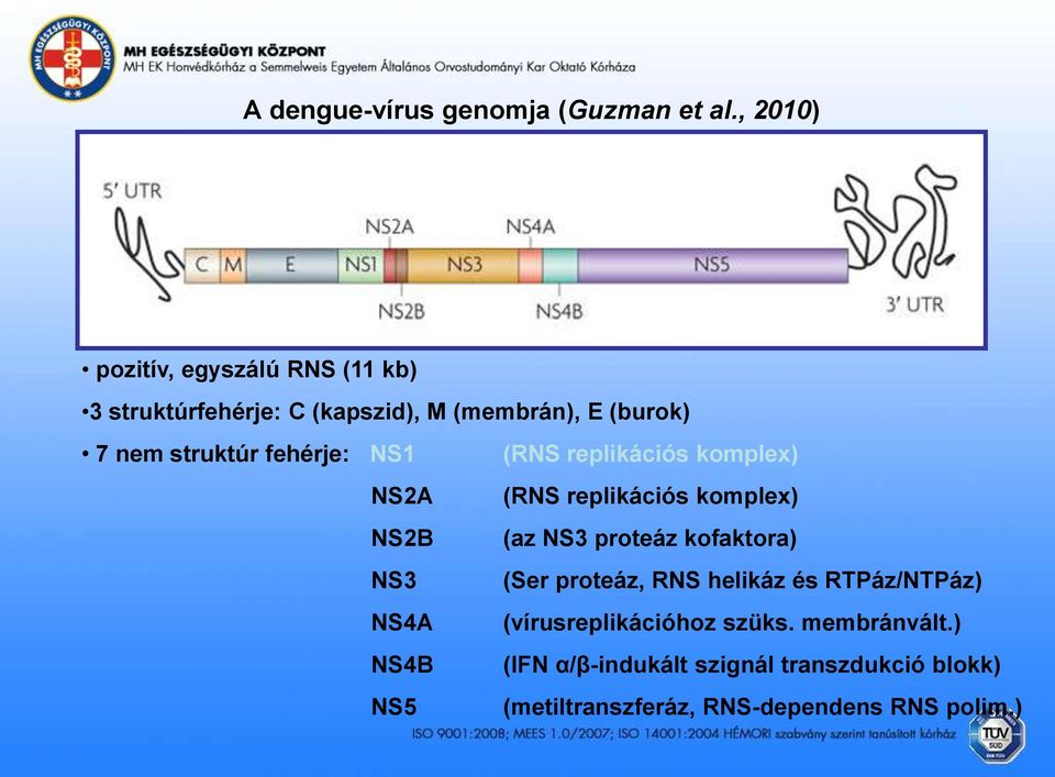 fehérje: NS1 NS2A NS2B NS3 NS4A NS4B NS5 (RNS replikációs komplex) (RNS replikációs komplex) (az NS3 proteáz