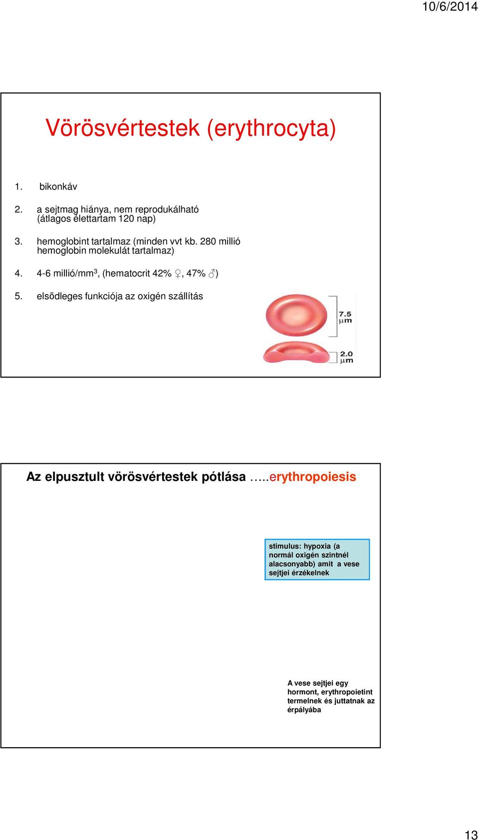 elsődleges funkciója az oxigén szállítás Az elpusztult vörösvértestek pótlása.