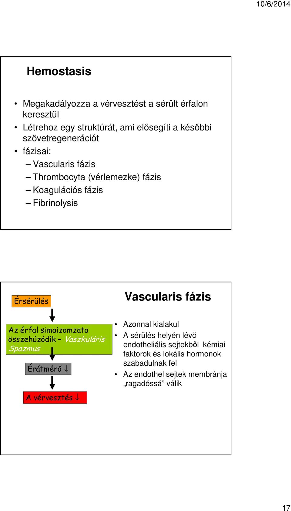 Vascularis fázis Az érfal simaizomzata összehúzódik Vaszkuláris Spazmus Érátmérő Azonnal kialakul A sérülés helyén lévő