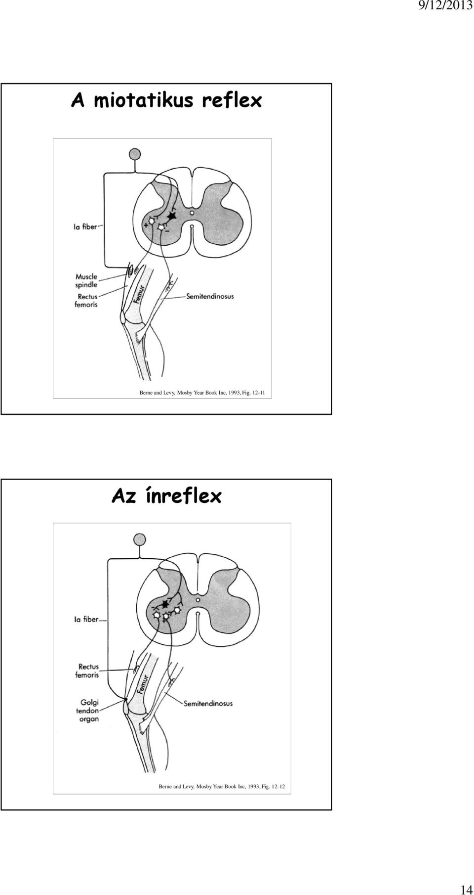 12-11 Az ínreflex Berne and Levy, 