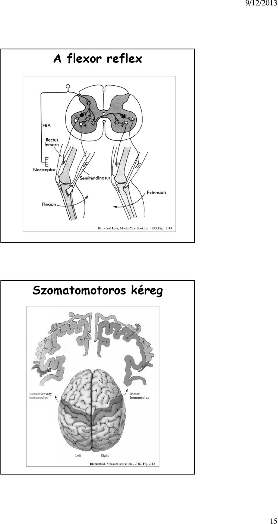 12-13 Szomatomotoros kéreg