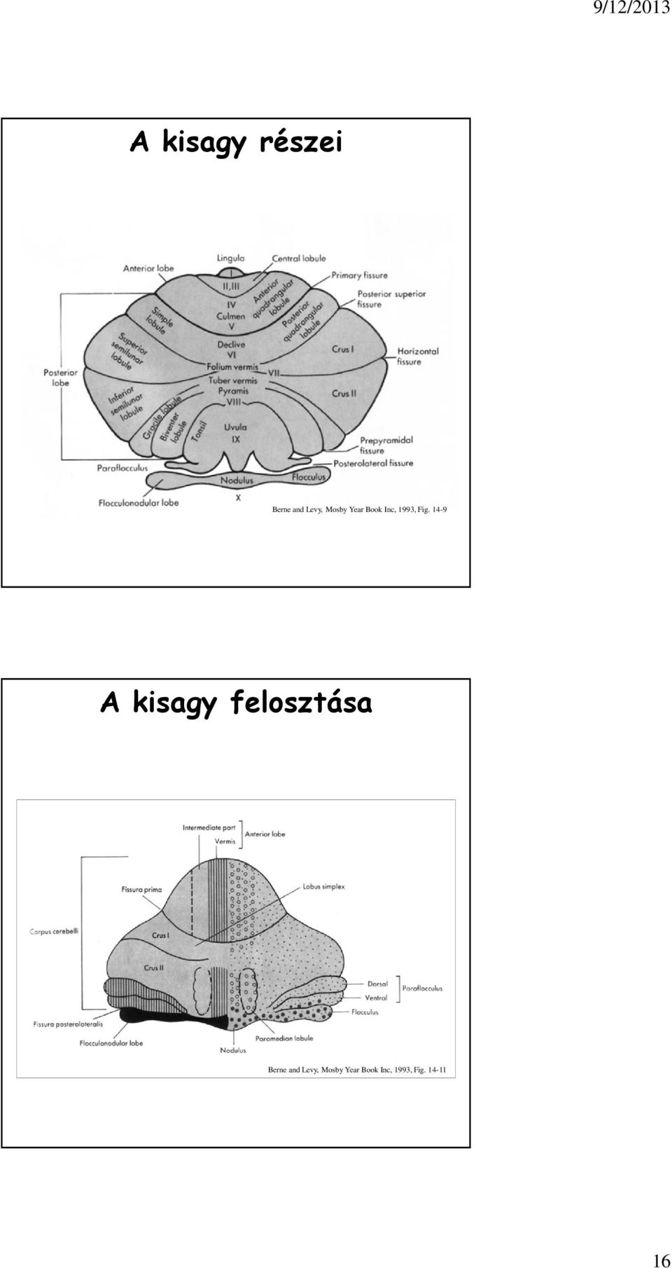 14-9 A kisagy felosztása Berne and