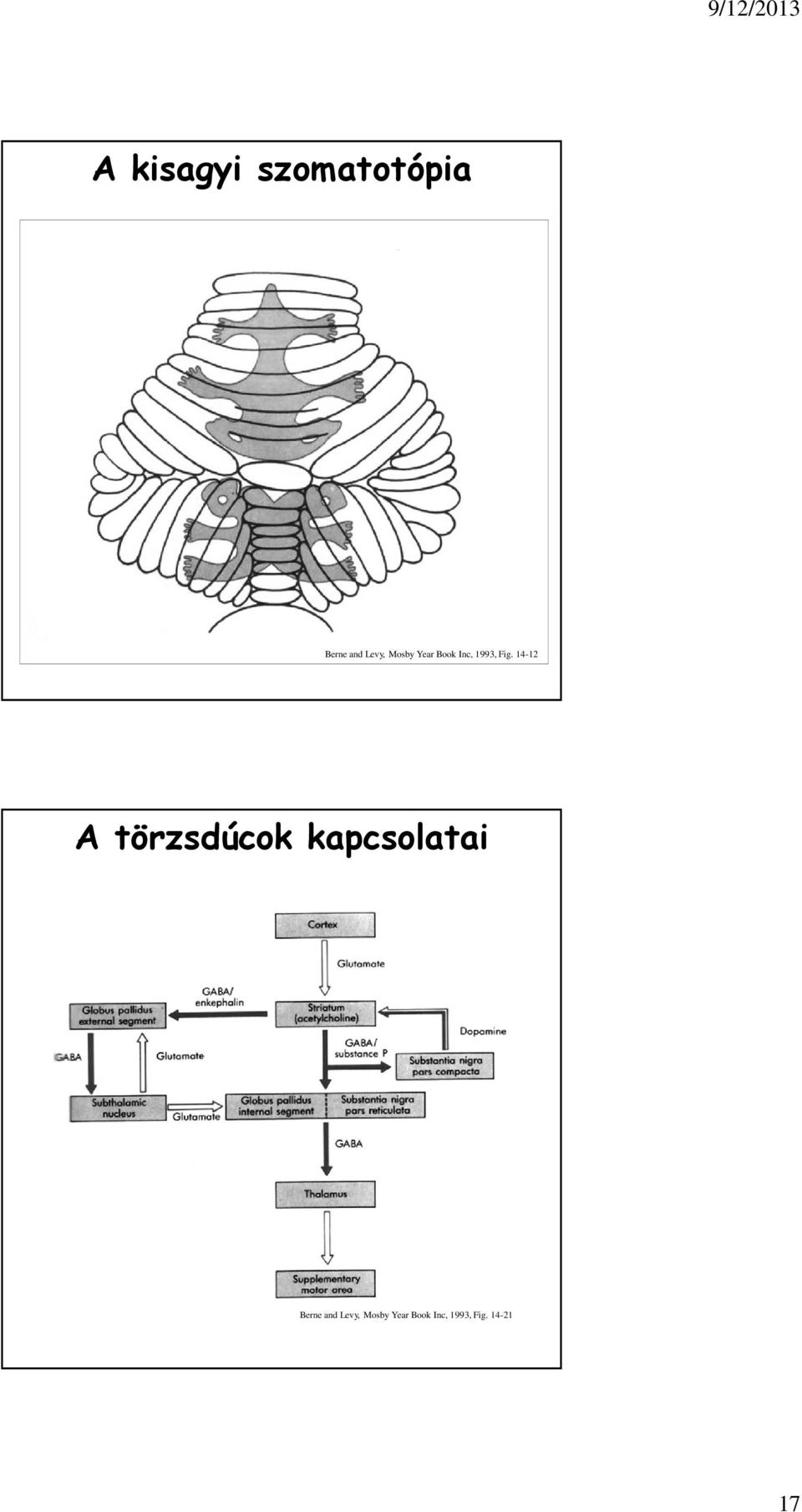 14-12 A törzsdúcok kapcsolatai Berne