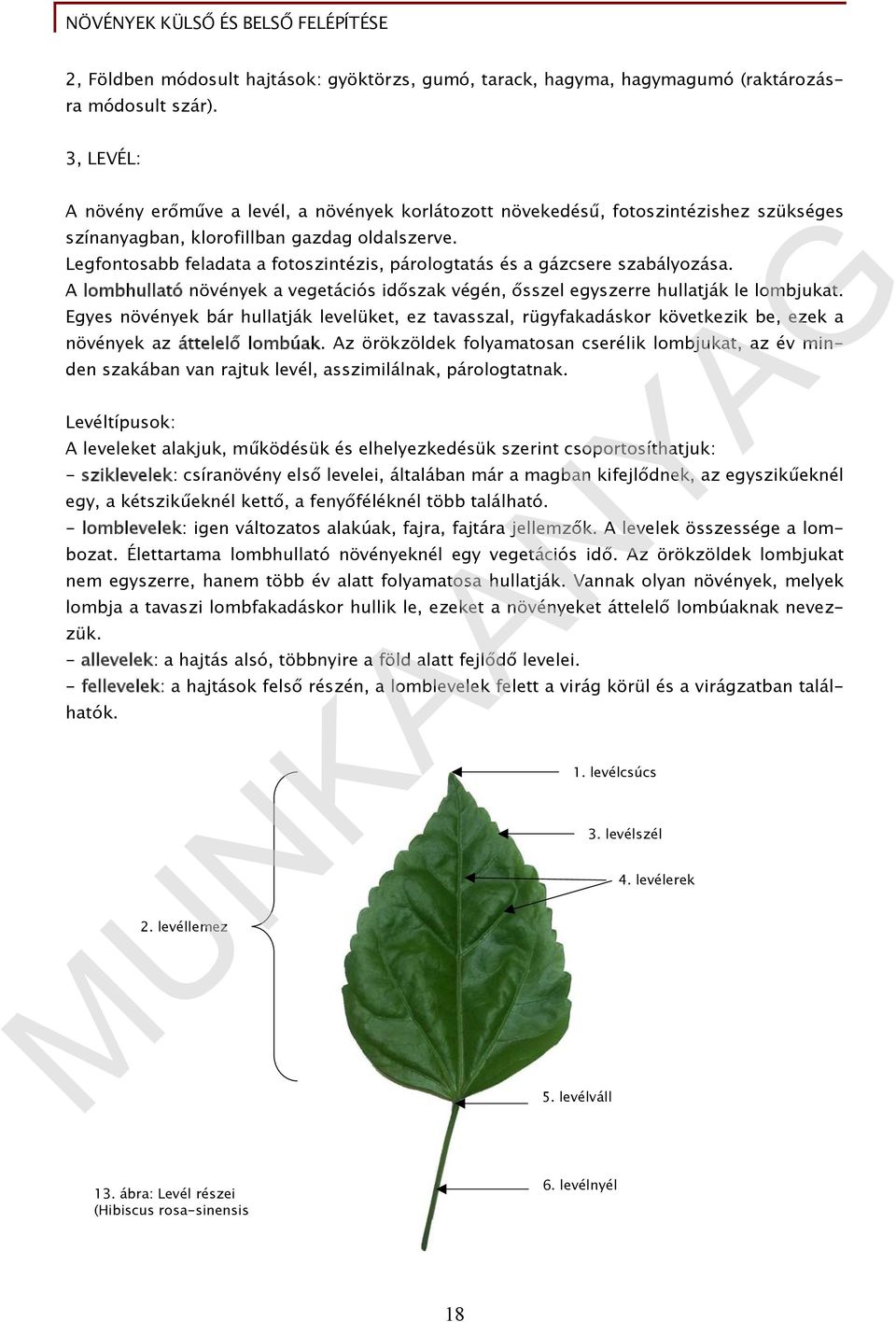 Legfontosabb feladata a fotoszintézis, párologtatás és a gázcsere szabályozása. A lombhullató növények a vegetációs időszak végén, ősszel egyszerre hullatják le lombjukat.