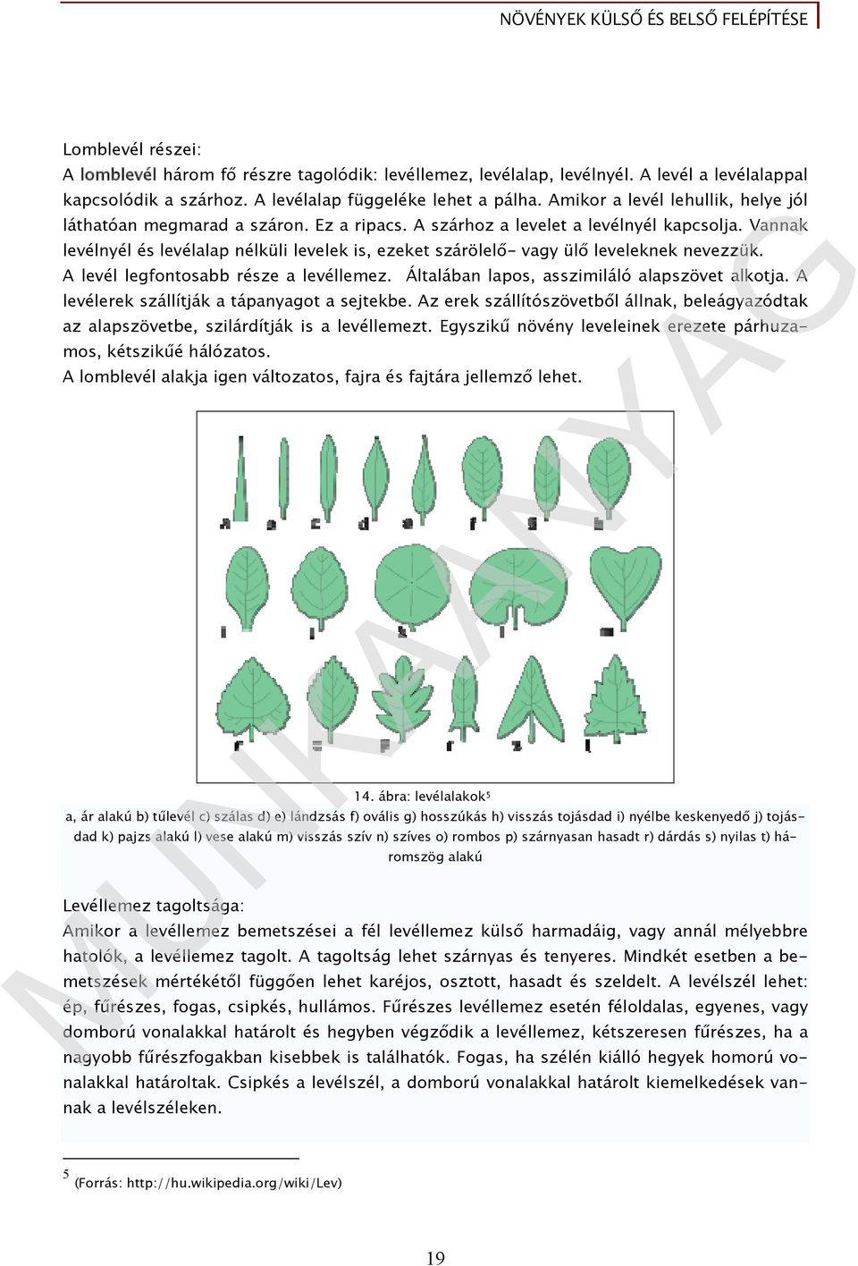 Vannak levélnyél és levélalap nélküli levelek is, ezeket szárölelő- vagy ülő leveleknek nevezzük. A levél legfontosabb része a levéllemez. Általában lapos, asszimiláló alapszövet alkotja.