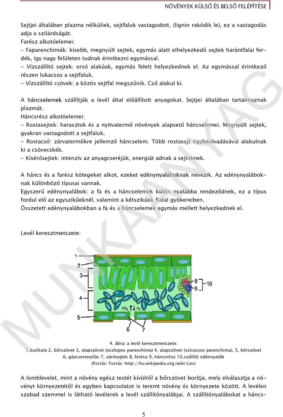 - Vízszállító sejtek: orsó alakúak, egymás felett helyezkednek el. Az egymással érintkező részen lukacsos a sejtfaluk. - Vízszállító csövek: a közös sejtfal megszűnik. Cső alakul ki.