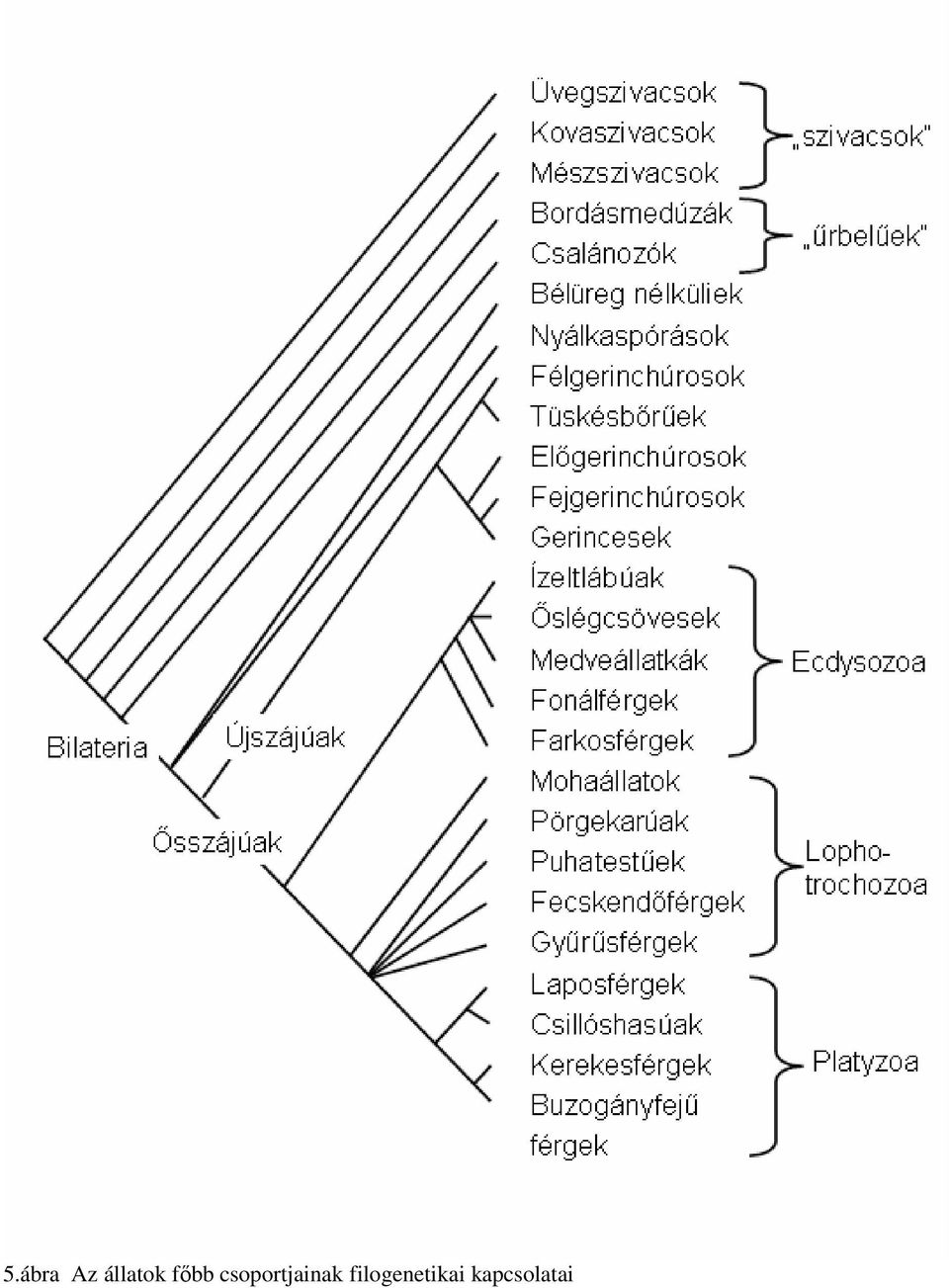 csoportjainak