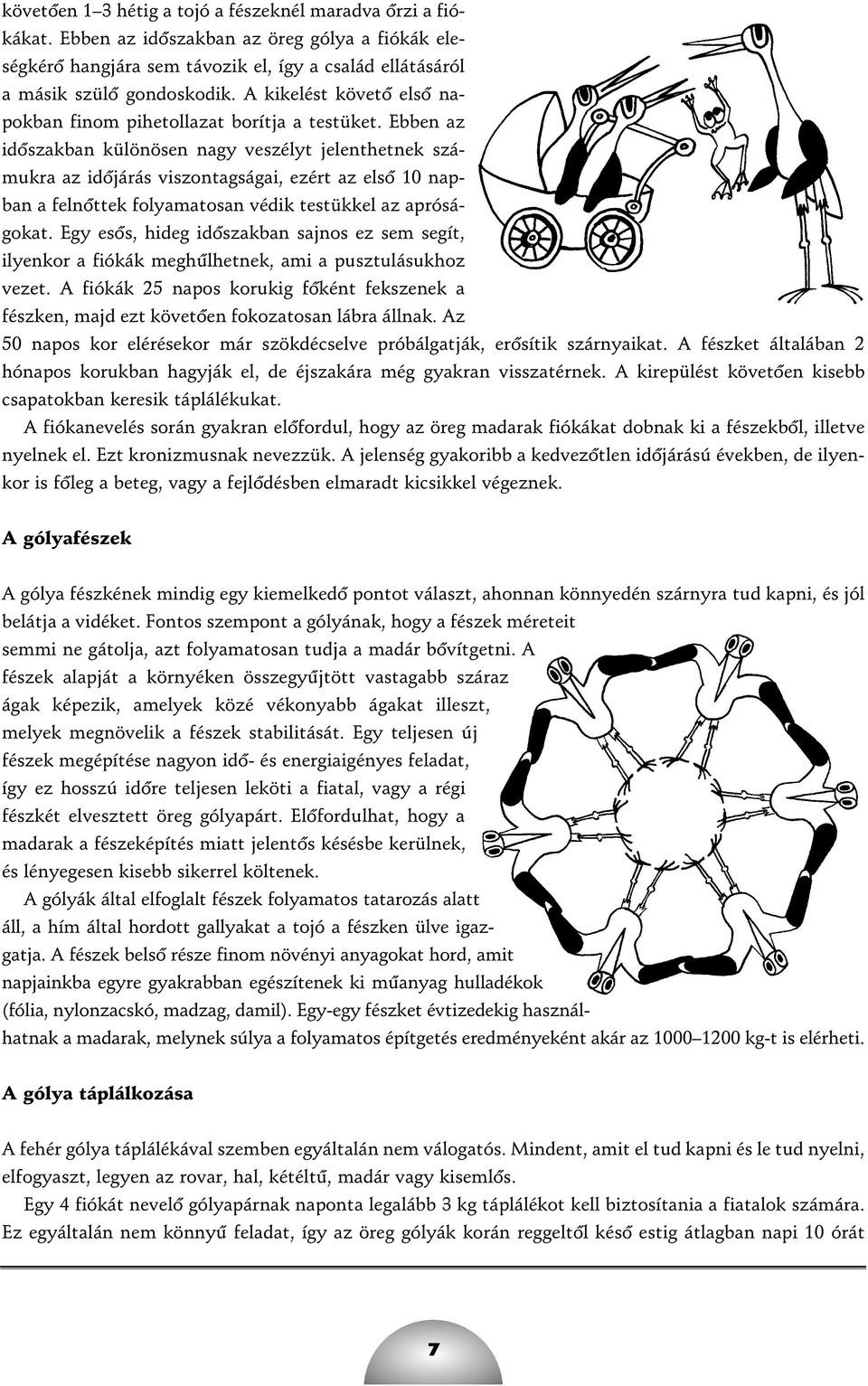 Ebben az idôszakban különösen nagy veszélyt jelenthetnek számukra az idôjárás viszontagságai, ezért az elsô 10 napban a felnôttek folyamatosan védik testükkel az apróságokat.