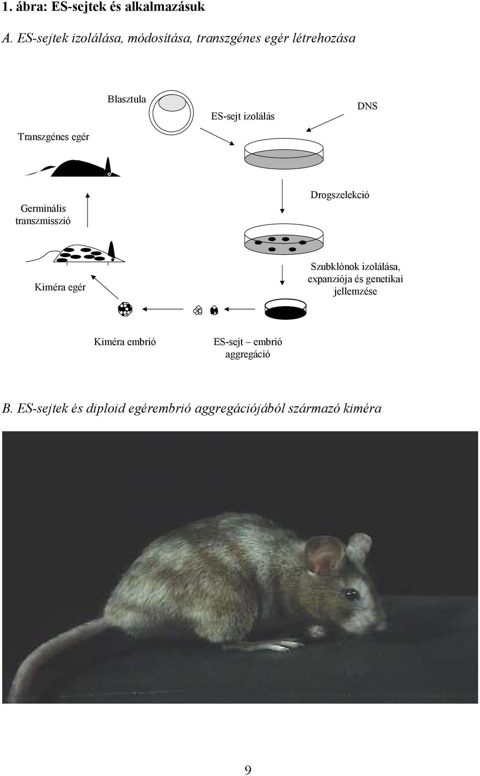 DNS Transzgénes egér Germinális transzmisszió Drogszelekció Kiméra egér Szubklónok