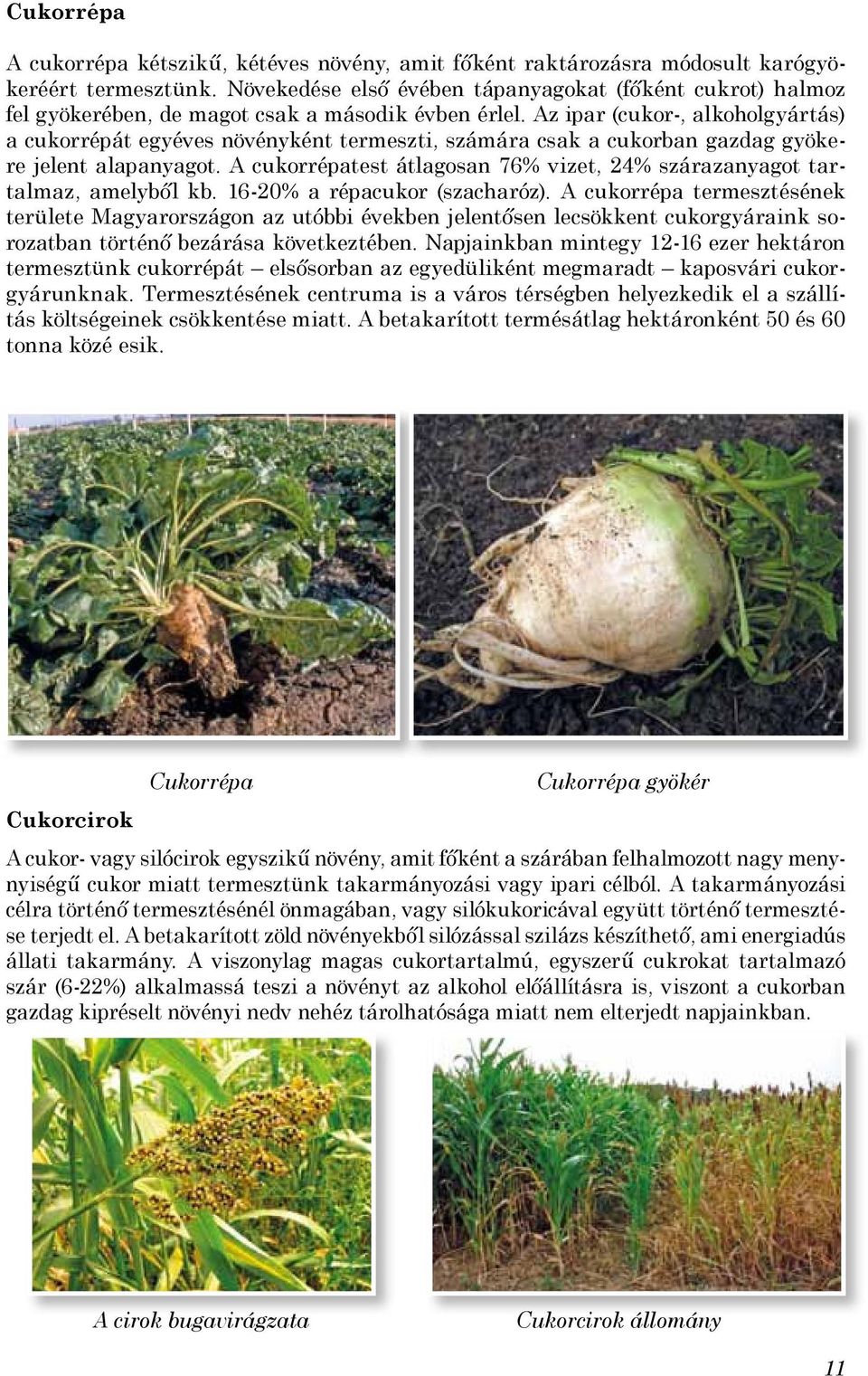 Az ipar (cukor-, alkoholgyártás) a cukorrépát egyéves növényként termeszti, számára csak a cukorban gazdag gyökere jelent alapanyagot.