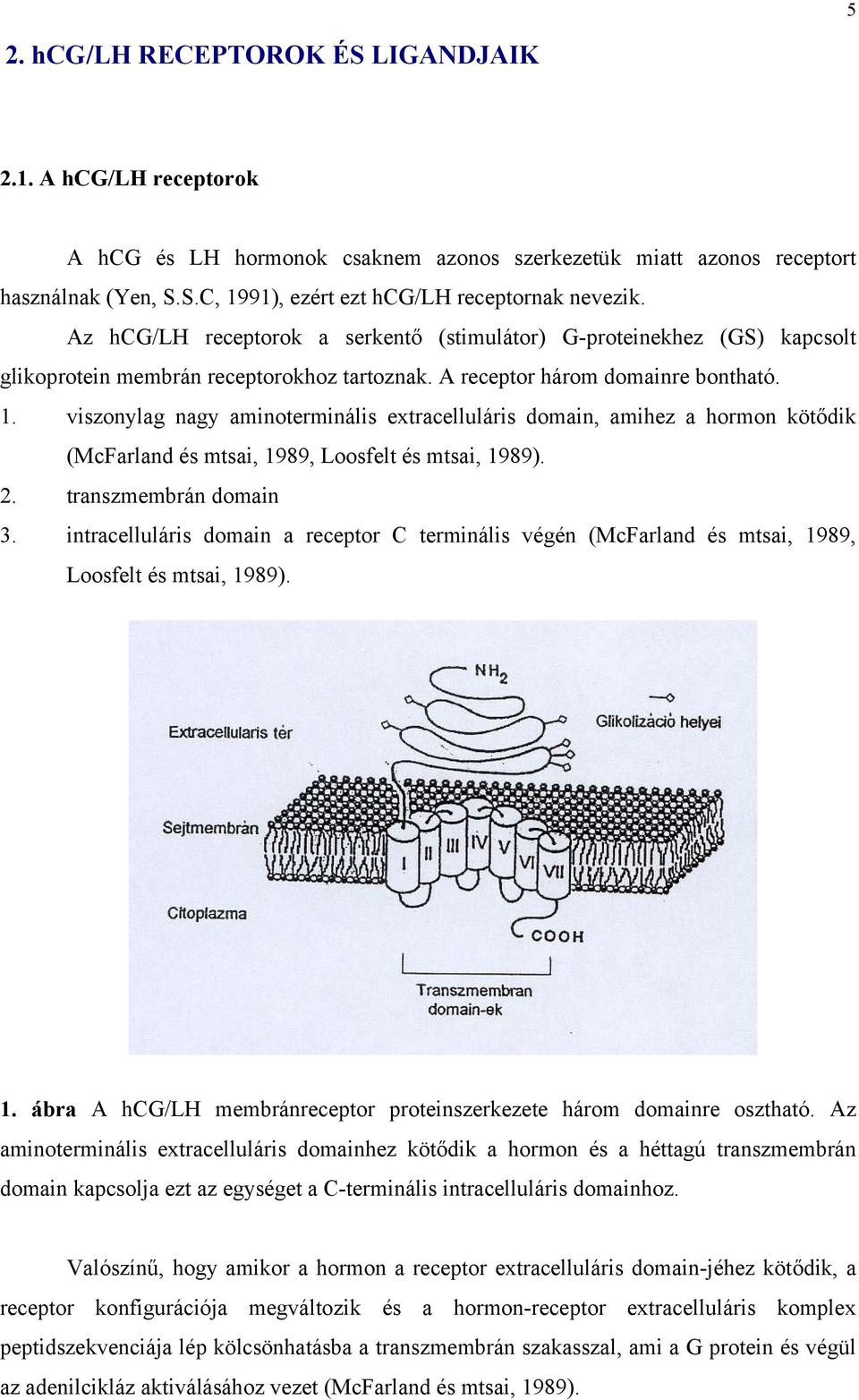 viszonylag nagy aminoterminális extracelluláris domain, amihez a hormon kötődik (McFarland és mtsai, 1989, Loosfelt és mtsai, 1989). 2. transzmembrán domain 3.