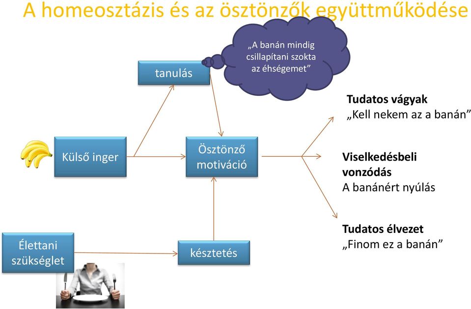 banán Külső inger Ösztönző motiváció Viselkedésbeli vonzódás A