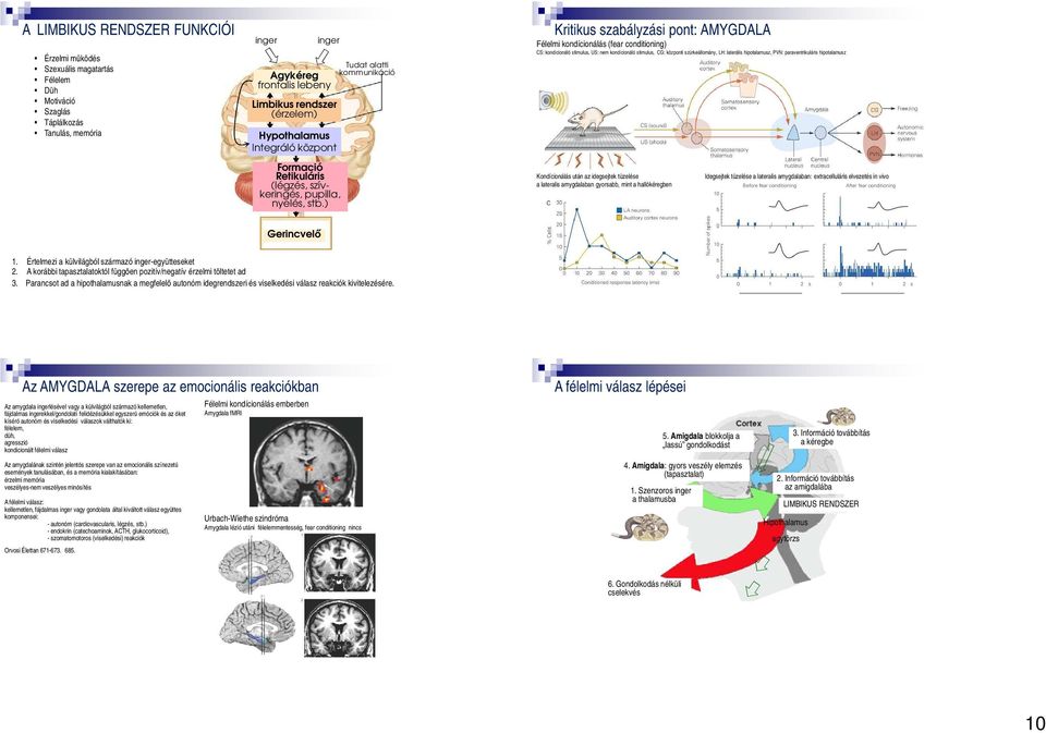 ) Tudat alatti kommunikáció Kritikus szabályzási pont: AMYGDALA Félelmi kondícionálás (fear conditioning) CS: kondícionáló stimulus, US: nem kondícionáló stimulus, CG: központi szürkeállomány, LH: