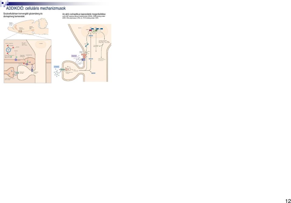 binding protein (CREB), CREBbinding protein (CBP), RNA polymerase 2 (POL 2);, TATA