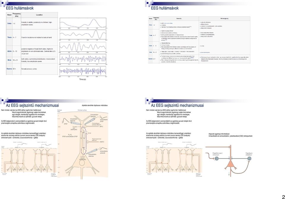 Az EEG jelgeneráció szempontjából az agykérgi gyrusok tetején lévő piramissejtek szinaptikus aktivitása a legfontosabb.