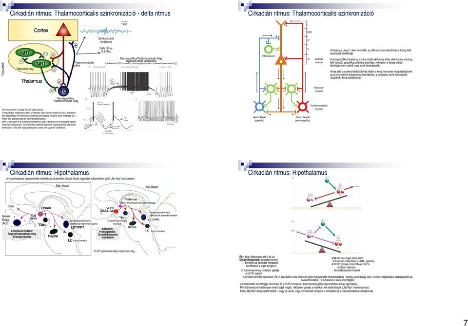 53Hz) NemspecifikusThalamocorticalis Mag sejtjeinek kettős viselkedése lowthreshold Ca 2 current (I T) and hyperpolarization activated cation current (I h) A thalamus kapu ként működik, az afferens