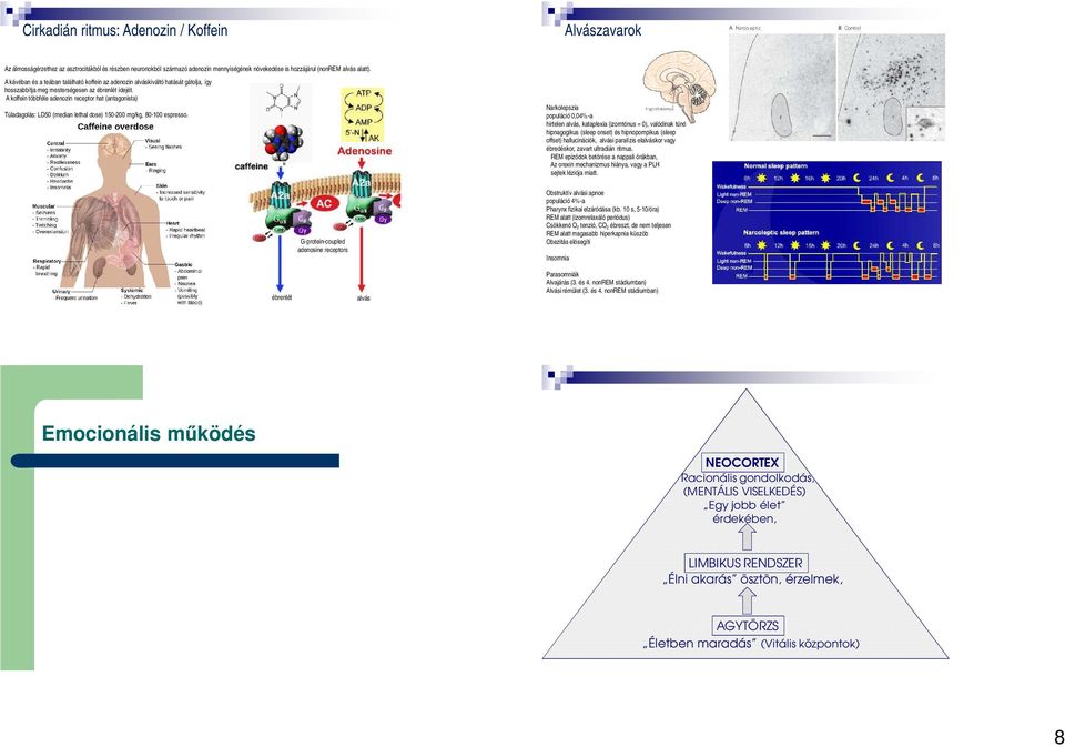 A koffein többféle adenozin receptor hat (antagonista) Túladagolás: LD50 (median lethal dose) 150200 mg/kg, 80100 espresso.