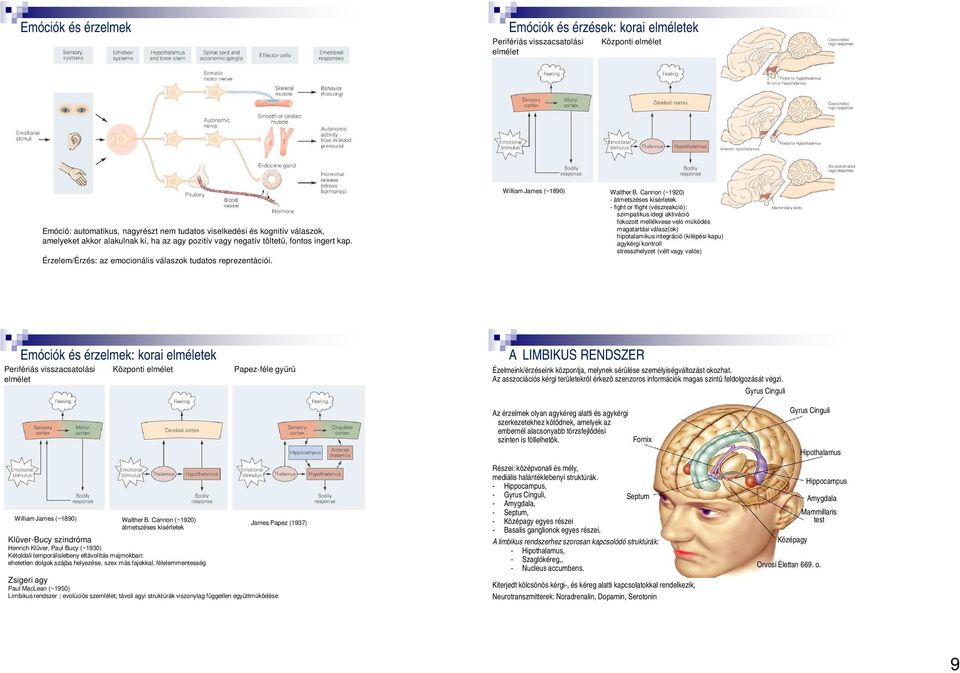Cannon (~1920) átmetszéses kísérletek fight or flight (vészreakció): szimpatikus idegi aktiváció fokozott mellékvese velő működés magatartási válasz(ok) hipotalamikusintegráció (kilépési kapu)