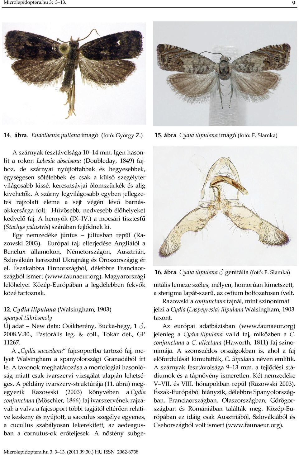 ólomszürkék és alig kivehetők. A szárny legvilágosabb egyben jellegzetes rajzolati eleme a sejt végén lévő barnásokkersárga folt. Hűvösebb, nedvesebb élőhelyeket kedvelő faj. A hernyók (IX IV.