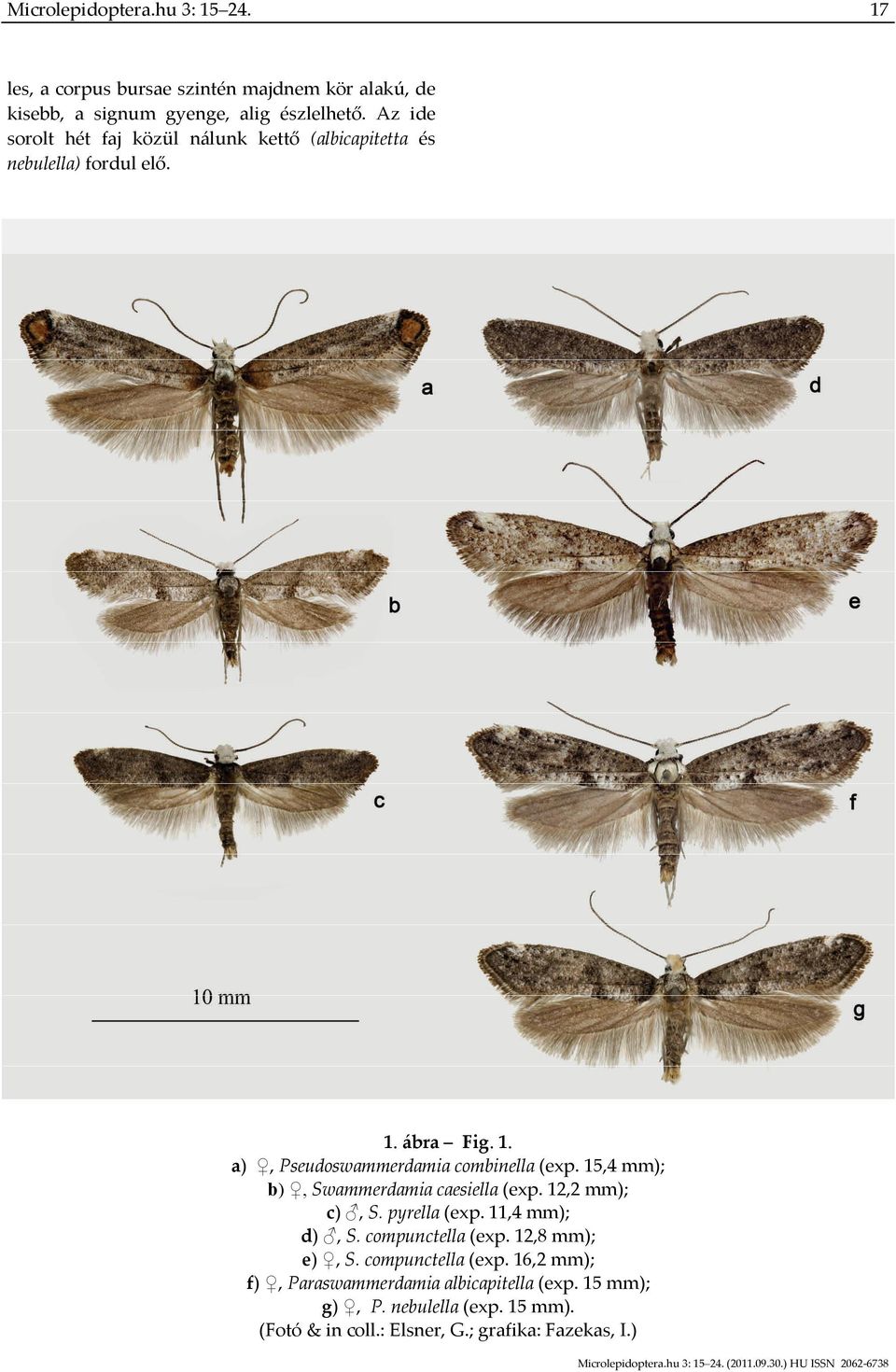 15,4 mm); b), Swammerdamia caesiella (exp. 12,2 mm); c), S. pyrella (exp. 11,4 mm); d), S. compunctella (exp.