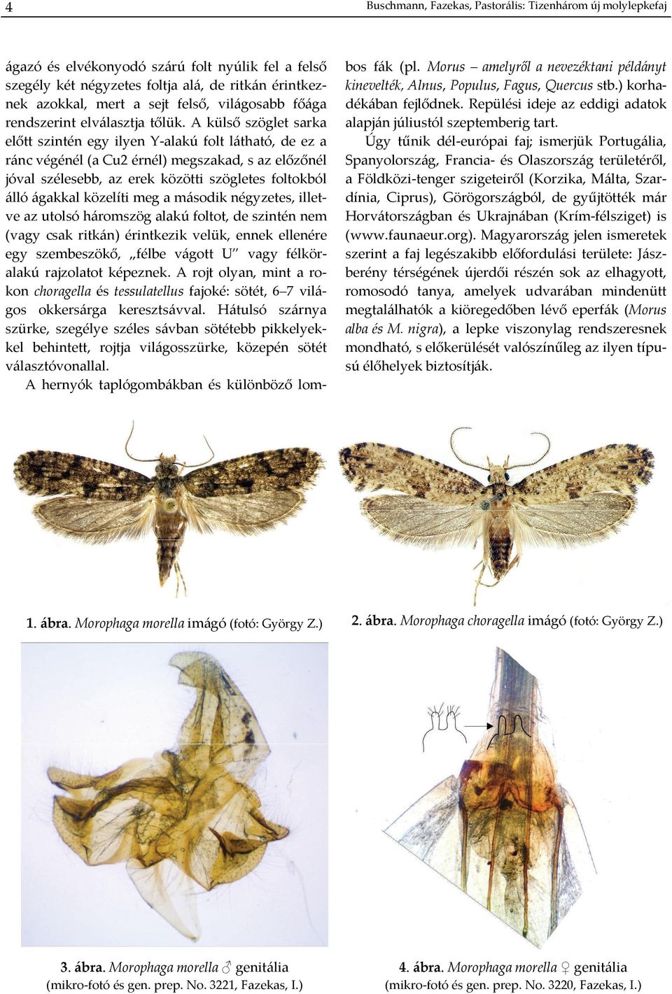 A külső szöglet sarka előtt szintén egy ilyen Y alakú folt látható, de ez a ránc végénél (a Cu2 érnél) megszakad, s az előzőnél jóval szélesebb, az erek közötti szögletes foltokból álló ágakkal