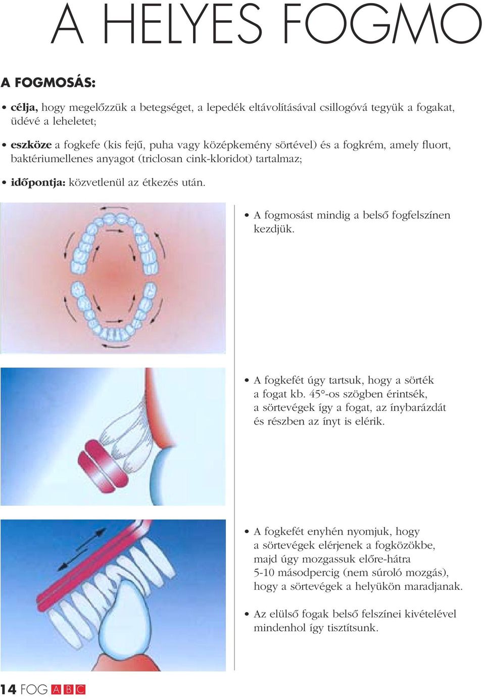 A fogkefét úgy tartsuk, hogy a sörték a fogat kb. 45 -os szögben érintsék, a sörtevégek így a fogat, az ínybarázdát és részben az ínyt is elérik.