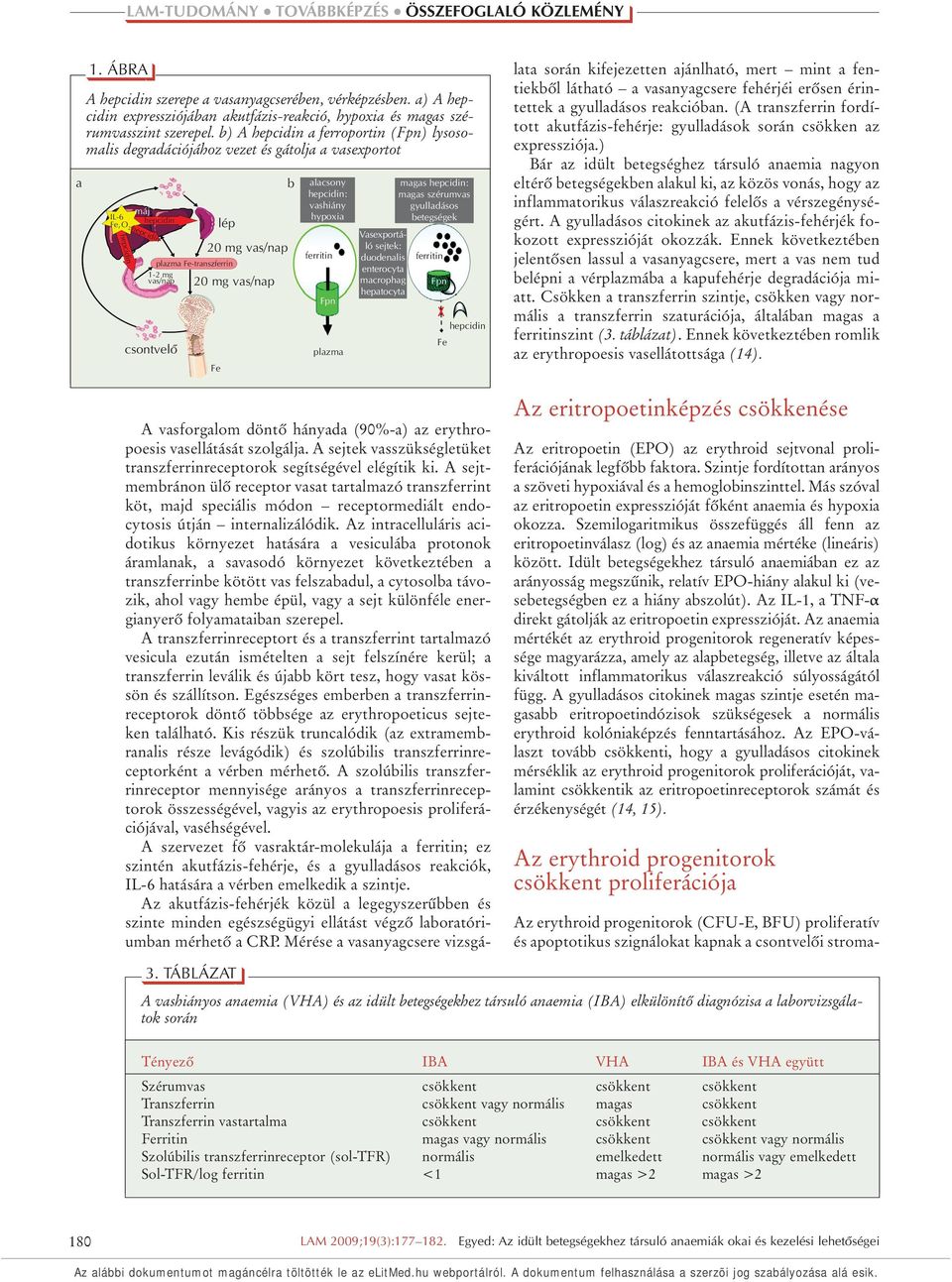 vashiány hypoxia ferritin ferritin Fe Fpn plazma Vasexportáló sejtek: duodenalis enterocyta macrophag hepatocyta magas : magas szérumvas gyulladásos betegségek Fpn A vasforgalom döntô hányada (90%-a)