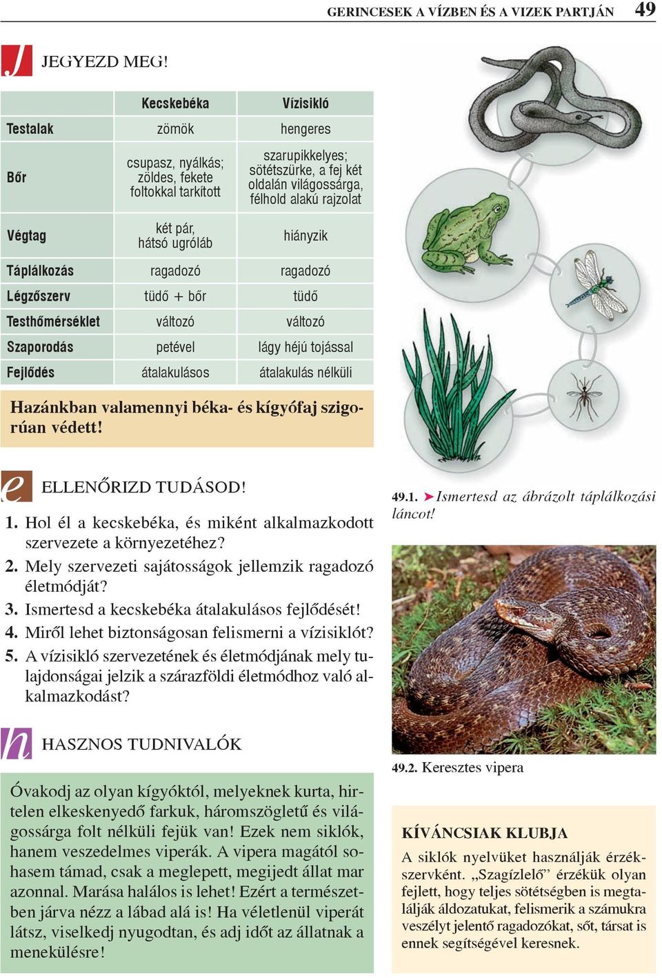 félhold alakú rajzolat hiányzik Táplálkozás ragadozó ragadozó Légzõszerv tüdõ + bõr tüdõ Testhõmérséklet változó változó Szaporodás petével lágy héjú tojással Fejlõdés átalakulásos átalakulás nélküli