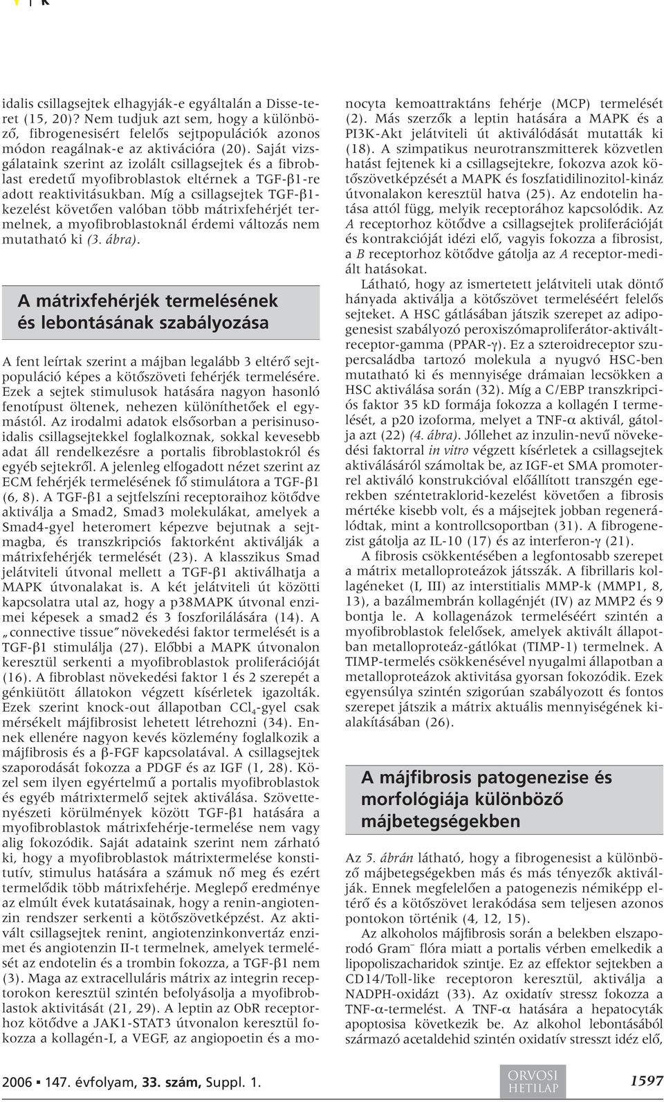 Míg a csillagsejtek TGF-β1- kezelést követôen valóban több mátrixfehérjét termelnek, a myofibroblastoknál érdemi változás nem mutatható ki (3. ábra).